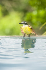 Bathing White-ringed Flycatcher
