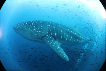 Huge Pregnant Female Whale Shark from Galapagos Islands