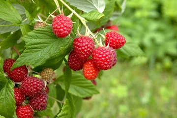 Poster Branch of ripe raspberries in garden. Red sweet berries growing on raspberry bush in fruit garden. © vaitekune