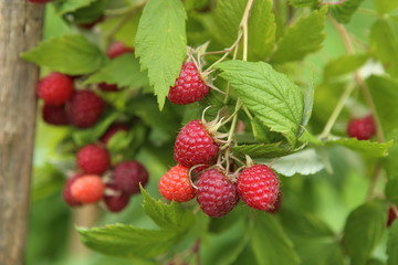 Branch of ripe raspberries in garden. Red sweet berries growing on raspberry bush in fruit garden.