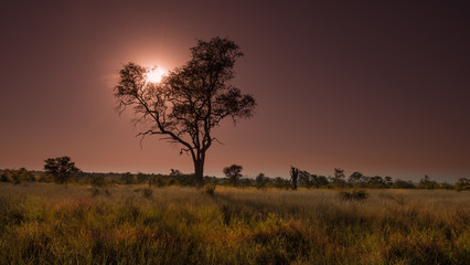 Naklejka na ściany i meble Leadwood tree frams a reddish sunset in the African bush country. 