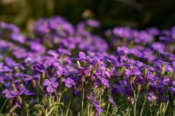 Obraz premium Blumenwiese