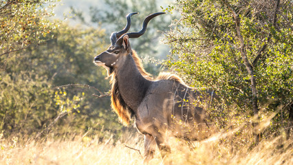 Male Kudu in South Africa
