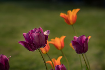 Tulpen