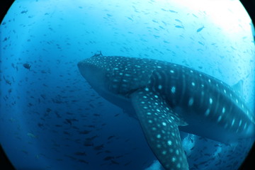 Naklejka premium Unedited female whale shark from the Galapagos Islands