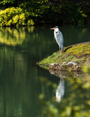 Kranich am Ufer des Teiches stehend
