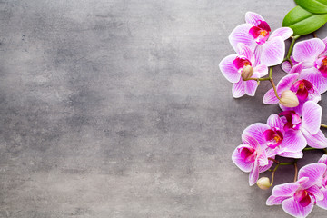 Naklejka na ściany i meble Beauty orchid on a gray background. Spa scene.