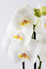 Obraz na płótnie Canvas Beauty orchid on a white background.