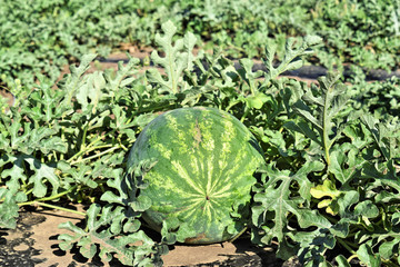 Watermelon farmland