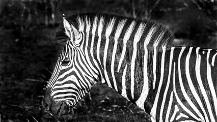 Fototapeta na wymiar Zebra profile and close up in a burned area of an African game preserve near Kruger park.