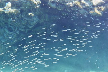 fish in the sea
