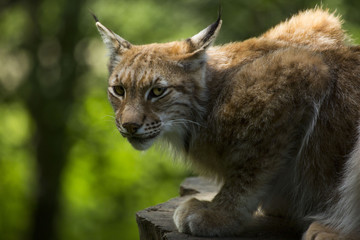 lynx