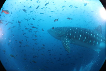 Fototapeta premium Unedited female whale shark from the Galapagos Islands