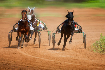 Race horses in run.
A horses with a jockey runs along the racetrack track
