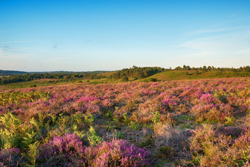 Summer Heather in the New Forest