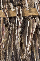 Fish lying on nets, dried in the sun,