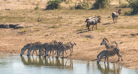 Fototapeta na wymiar Zebras and wildebeest at a watering hole in south africa near kruger park.