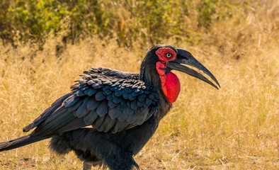 Southern Ground Hornbill bird in Africa