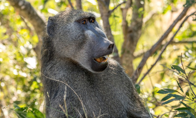 A baboon with intense eyes eating in the African bush.