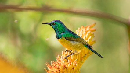 a collard sunbird resting on an aloe plant in Kruger National Park.