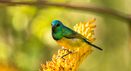 Collard Sunbird on an aloe bloom in South Africa