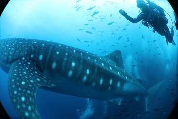 Unedited huge pregnant female whale shark from Darwin Island in the Galapagos Islands while SCUBA diving