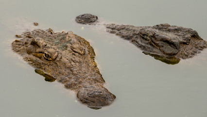 crocodile in the water resting with it's head showing