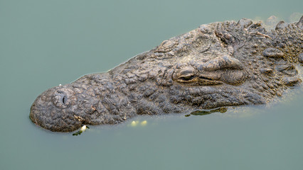 crocodile in the water resting with it's head showing