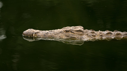 crocodile in the water resting with it's head showing