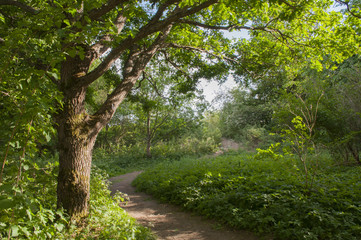 Path in the park scenery