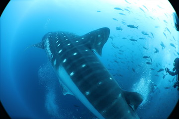Unedited huge pregnant female whale shark from Darwin Island in the Galapagos Islands while SCUBA diving