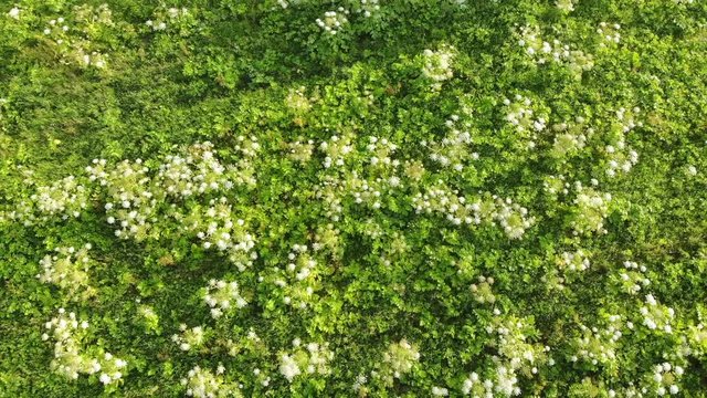 Heracleum, poisonous plant. The sap of it causes phytophotodermatitis in humans, resulting in blisters and long-lasting scars. Also known as Giant Hogweed or Cow Parsnip. Aerial view