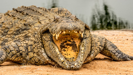 Angry crocodile with his mouth open and teeth showing
