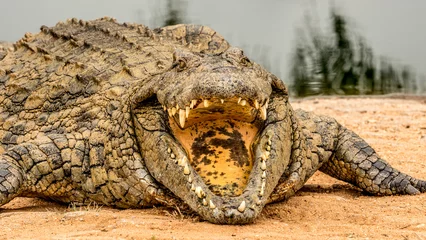 Papier Peint photo Crocodile Angry crocodile with his mouth open and teeth showing