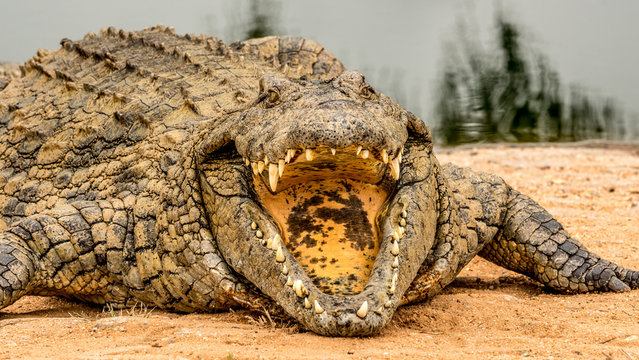 Angry crocodile with his mouth open and teeth showing