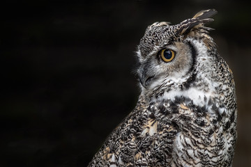 A close up profile portrait of a Canadian great horned owl looking over to a black background on the left