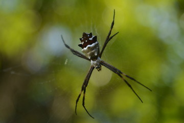 Aranhas