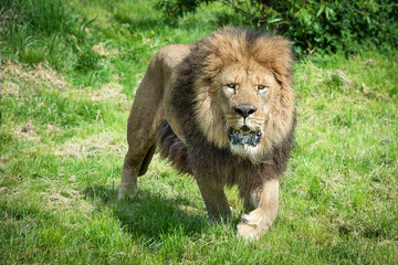 A close image of a lion prowling  walking and staring forward at the camera with a frothing open mouth