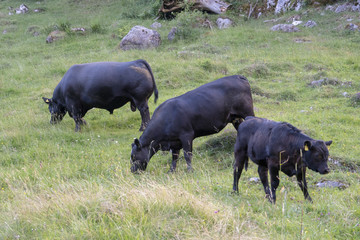 Kuhfamilie auf der Weide: Vater, Mutter und Sohn