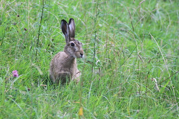 Lièvre dans une prairie jurassienne