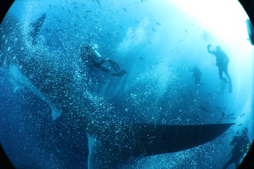 Unedited huge pregnant female whale shark from Darwin Island in the Galapagos Islands while SCUBA diving