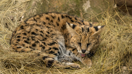Leptailurus serval or serval cat, from africa.
