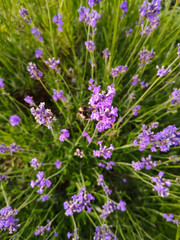 Obraz premium Lavendel mit Hummel 