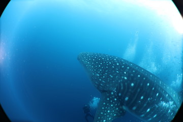 SCUBA diver with giant female whale shark in Darwin Island in the Galapagos Islands