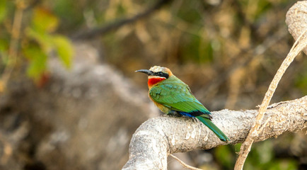 White fronted bee eater on a perch