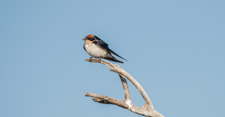 African wire tailed swallow on a perch by the river. 