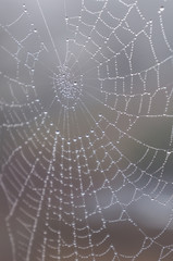 Dew drop covered spiderweb in fog