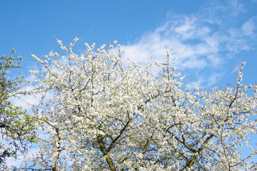 Blooming cherry tree