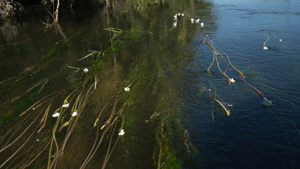African Oxygen lilies 