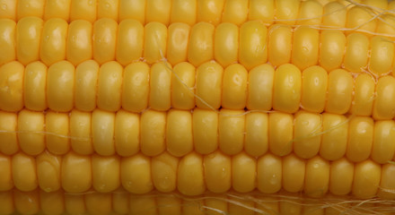 Fresh sweet corn close up.